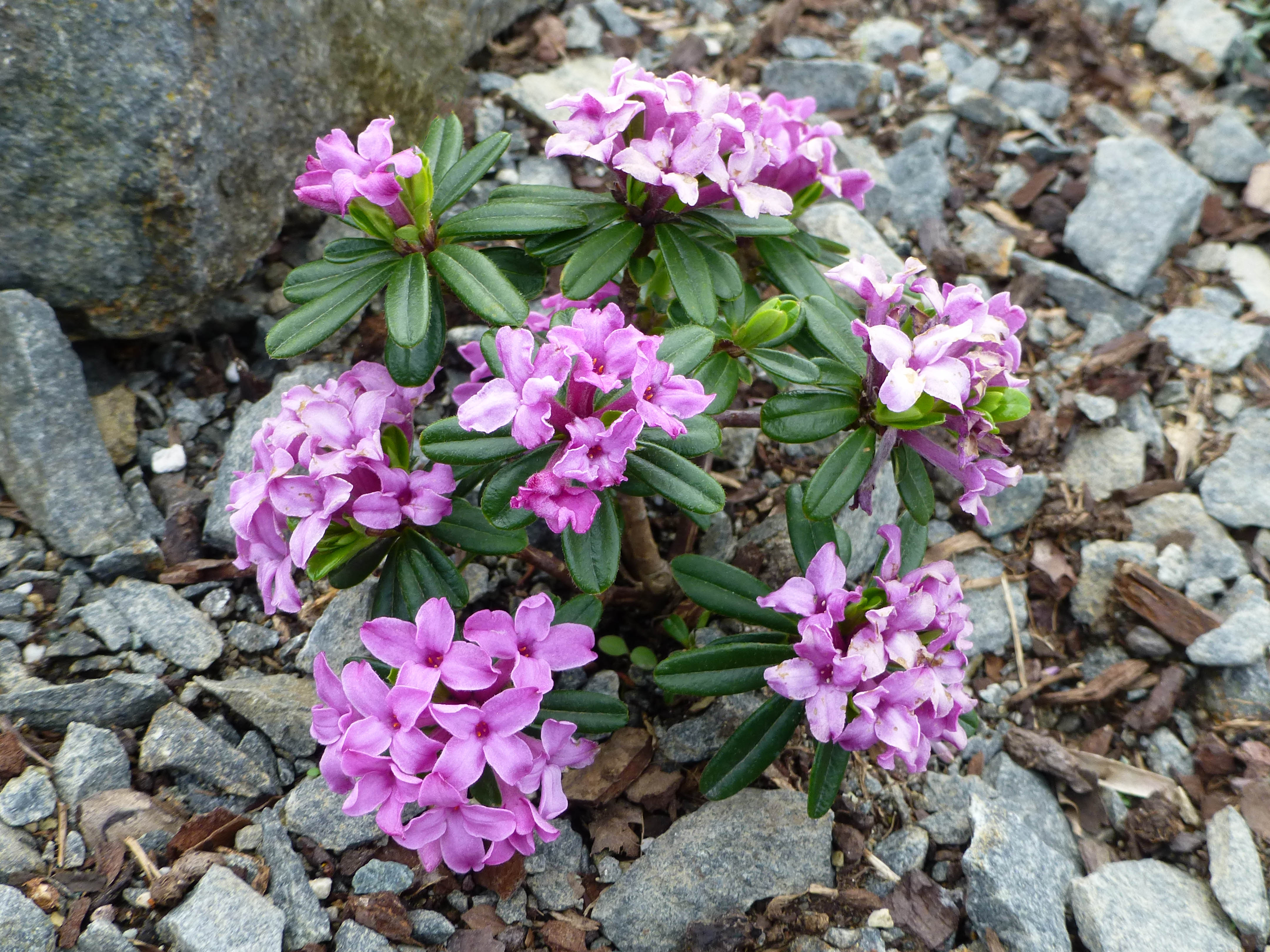 Daphne arbuscula